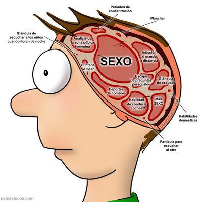 Cerebro Masculino